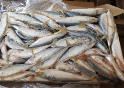 A Grade 50g-60g Pacific Mackerel Fresh Frozen Seafood