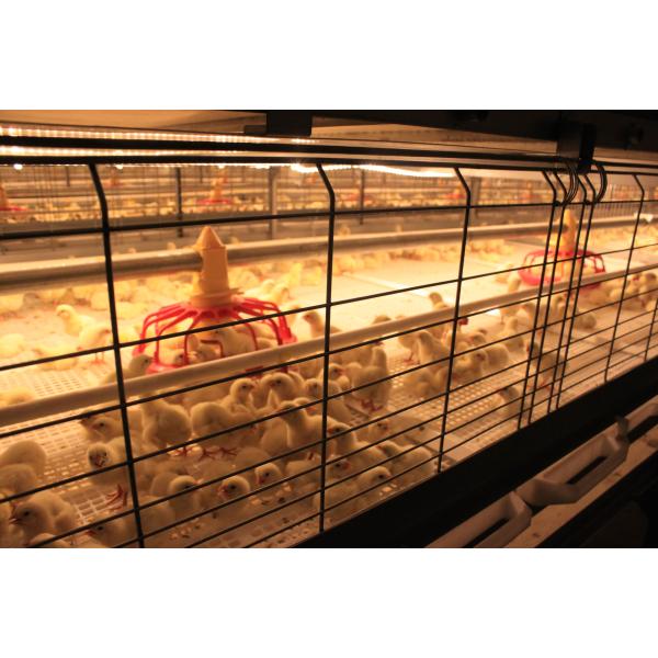 Cuadro de acero galvanizado, tornillos de casita de pollo, conexión, estructura de acero, corral de aves de corral