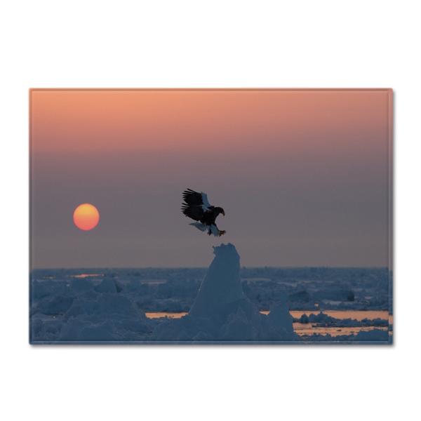 Animal New Cartoon Large Carpet Source Wholesale Feather ins Style Bedroom Floor Mats