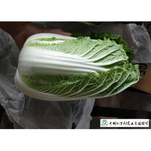 Frozen Vegetable Factory Napa Cabbage Plant Can Lower Blood Pressure