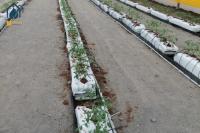 Greenhouse Black Planting Trough PP Roll Hydroponic PP Grow Gutter For Sustainable Farming