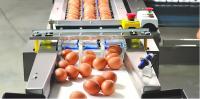 Machine à laver les œufs de poulet industrielle