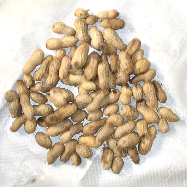 Stable Industrial Peanut Color Sorter Professional Peanut Color Sorting Machine