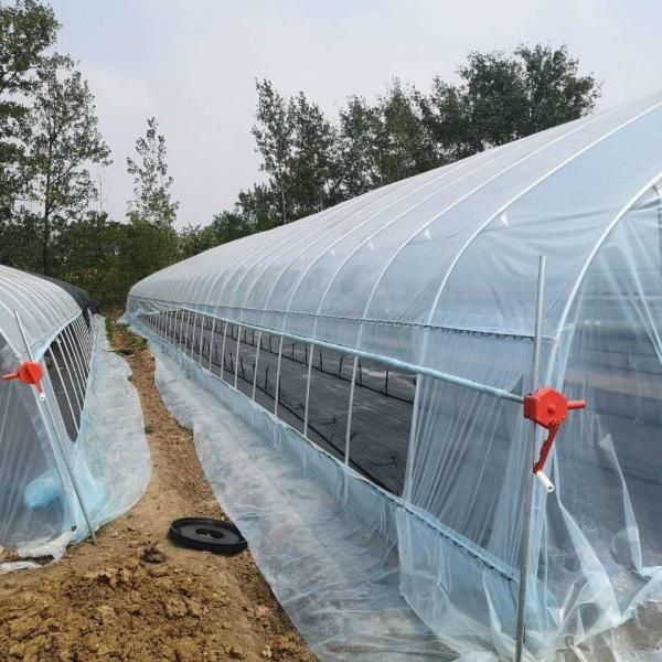 PE Tunnel Greenhouse for Hydroponic Tomato Cultivation Easy Assembly Length 10-100m