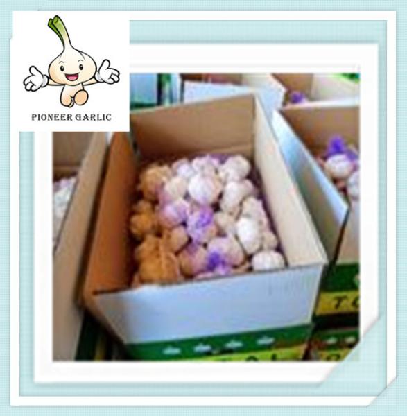 chinese garlic factory with low price wholesale fresh white garlic for sale new fresh