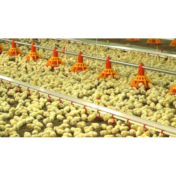 Система клеток для бройлеров птицеводческих хозяйств с чертежным дизайном MTS и стальным классом