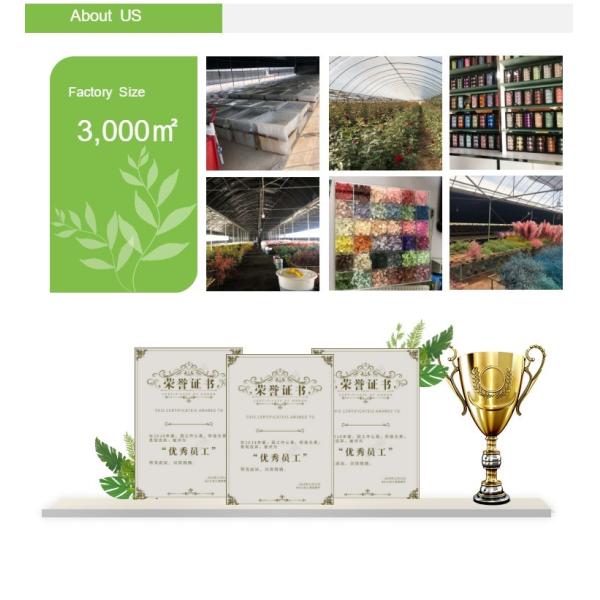 Reno natural decorativo Moss Decoration Day del sitio colorido