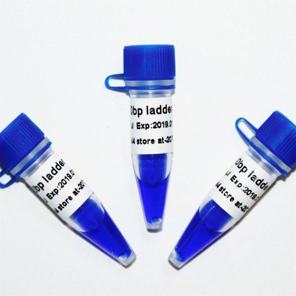 100bp Ladder DNA Marker M1061 (50μg)/M1062 (50μg×5)
