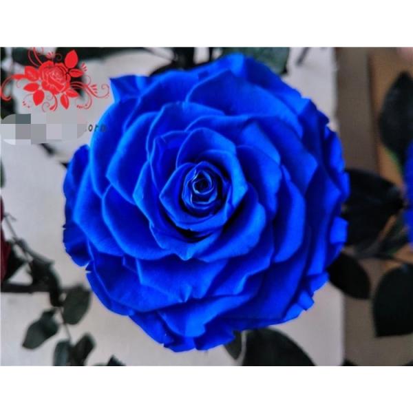 10cm Preserved Flower Rose with Stem Long 30cm Real natural fresh roses