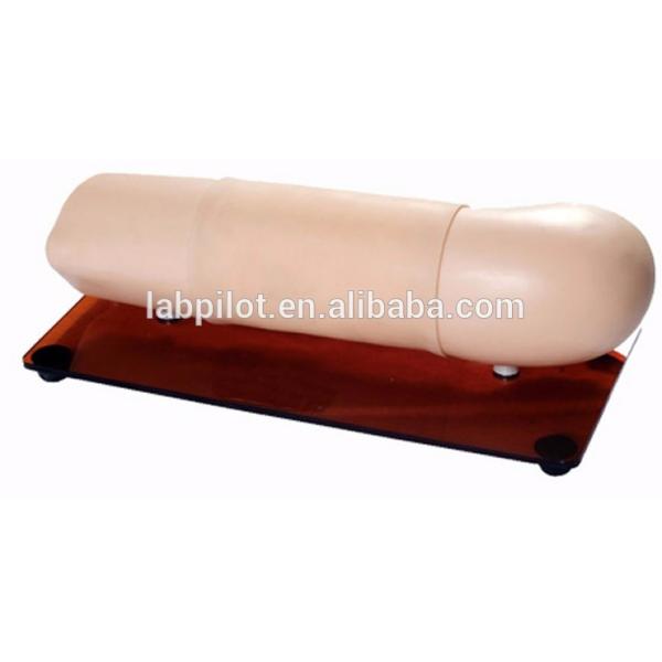 Manikin for Obstetrical and Gynecological Skills Model Contraception Teaching Arm Model