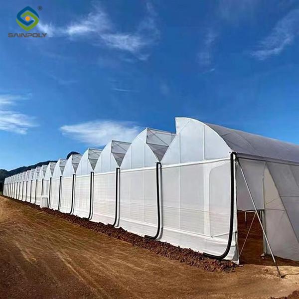Serre hydroponique commerciale personnalisable Tomate Serre Faible entretien