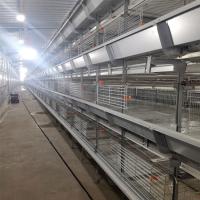 Un bébé d'un jour Chick To ferme de poulet de cage de poulet de 45 jours