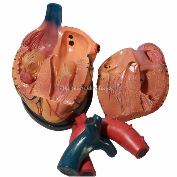 Hospitals' Top Choice 3D Human Heart Anatomy Model for Detailed and Accurate Learning