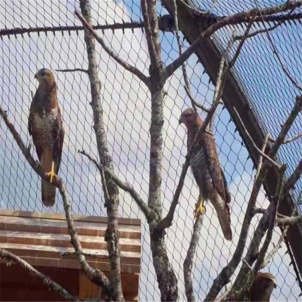Good Perspective Stainless Steel Zoo-Eagle Mesh With SGS / ISO 9001 Certification