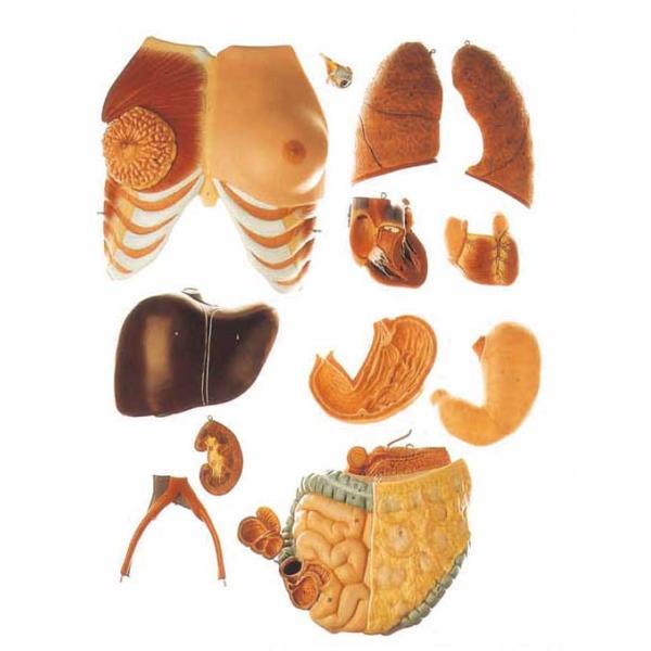 20 parts dual sex torso Human Anatomy Model life size with innner organs model