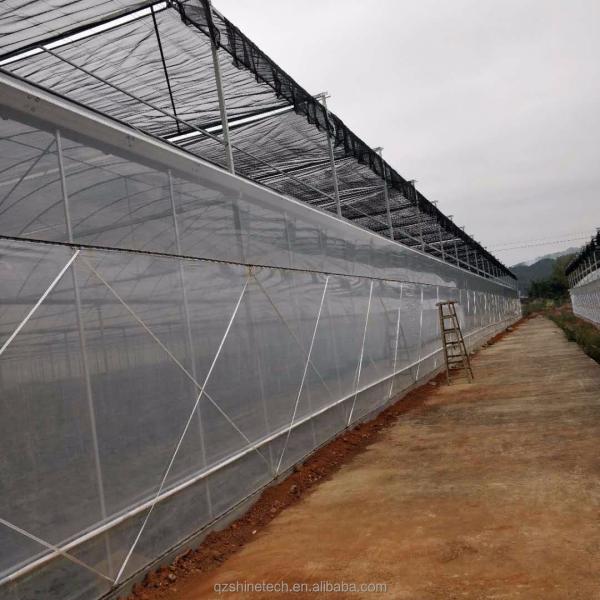 Film Cover Material Agriculture Multi Span Greenhouse with Galvanized Steel Pipe Tube
