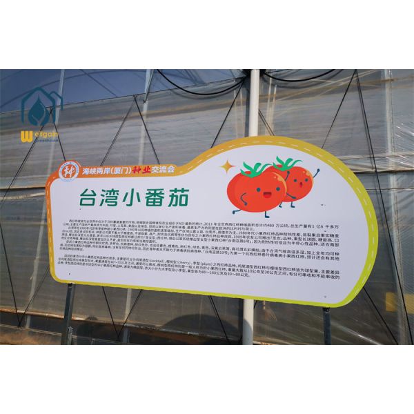 Multi Span Greenhouse Plastic Film PE Film Greenhouse For Vegetable Production