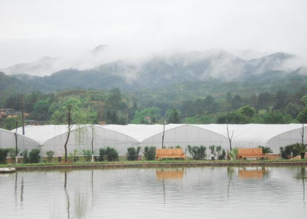 Film Surface Material Multi-Span Agricultural Greenhouses IGreen Greenhouse