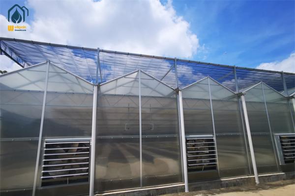 Élevage à haut rendement Serre en polycarbonate Serre pour fruits et légumes