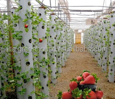 Sistemas hidropónicos de cultivo de plantas invernaderos para obtener resultados óptimos