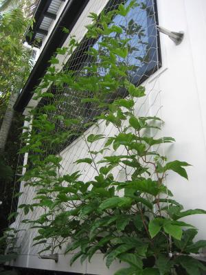 AISI316 material x-tend wire rope mesh for architecture plant climbing