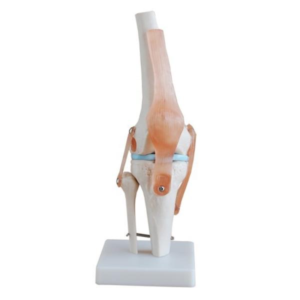 Professional Knee Joint Model Made of Advanced PVC for Anatomical Education