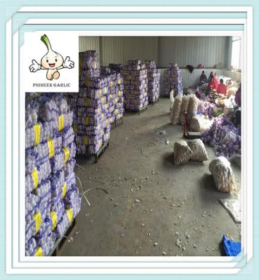 2016 New Fresh Pure White Garlic Wholesale China White Fresh Garlic Export