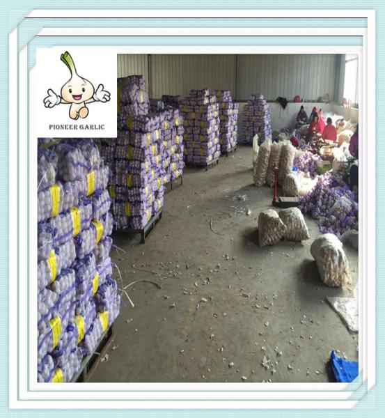 Chinese Reddish Garlic New Season Red Garlic best design earnest fresh garlic