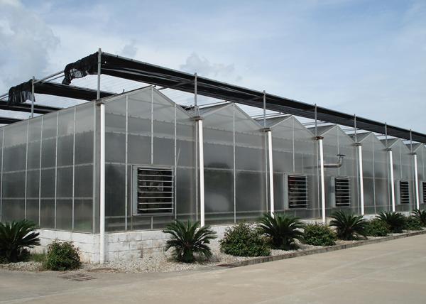 Serre commerciale en polycarbonate avec une hauteur de toit de 3 à 7 mètres et une feuille de PC personnalisée