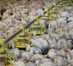 Broiler Chicken Shed Automatic Pan Feeding System