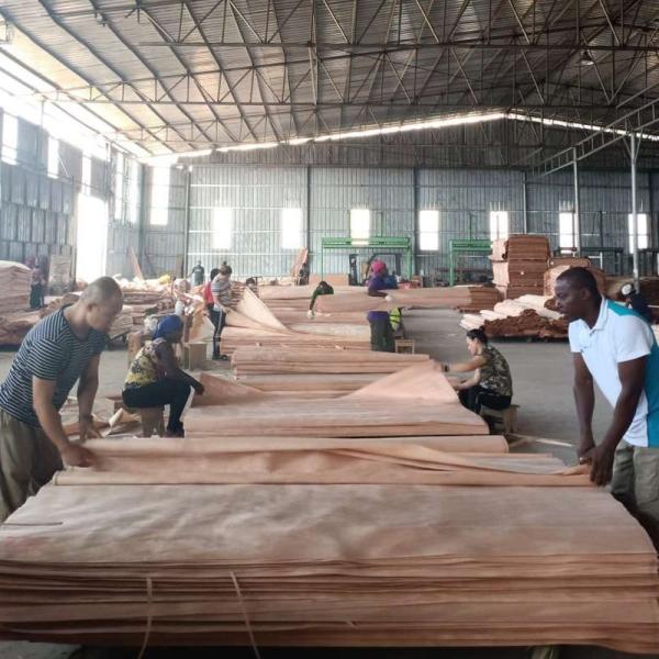 Береза смотрела на панели облицовки украшения первый класс естественной деревянной разнослоистый