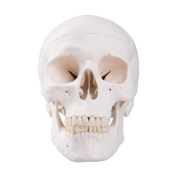 Human Medical Anatomical Adult Head Bone Mini Skull Model For Education