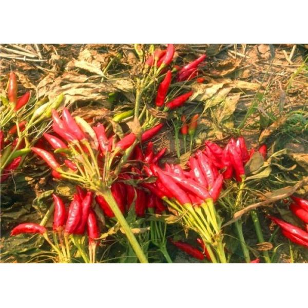 Stemless высушенная влага чилей 10% Сычуань перцев красных чилей