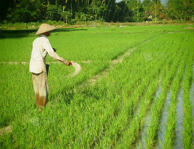Bio NPK Compound Fertilizer Improve Soil Health Enhance Growth