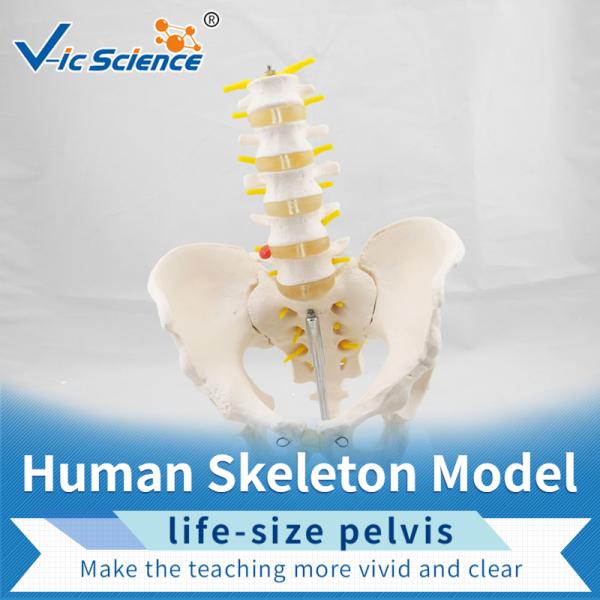 Bilological Vertebrae Anatomical Skeleton Model Pelvis With 5pcs Lumbar