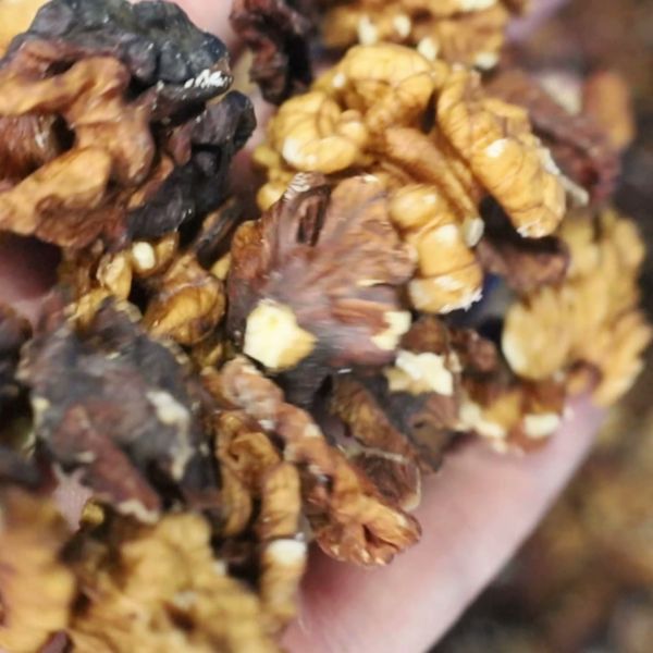 Precision Ejection Walnut Kernel Sorter Provides Accurate Defect Removal With Minimal Good Product Loss And High Yield Choice for Higher Quality Standard