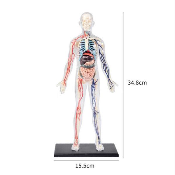35cm Skeleton 60 Parts Human Anatomy Model Toy 4d Master Homeschool Education