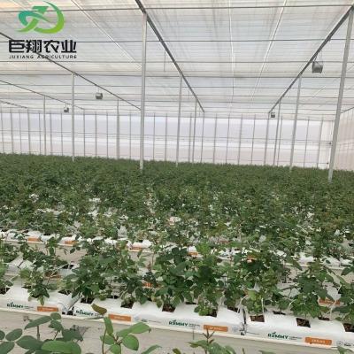Vidro de camada dupla com sistema de controle climático para agricultura e agricultura personalizadas