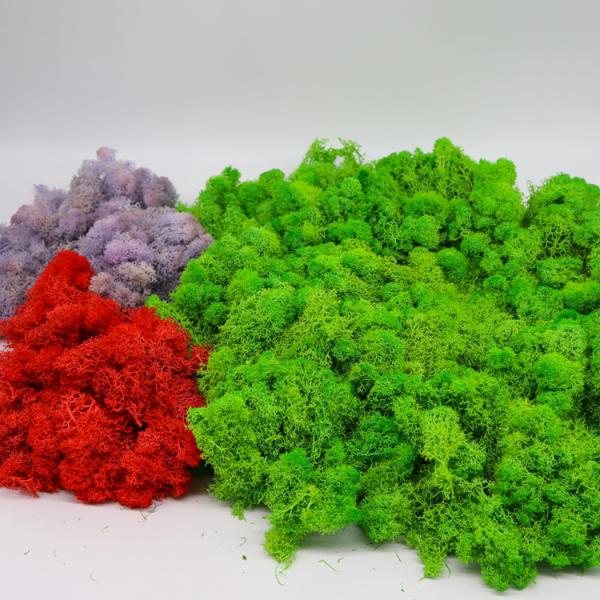 A Grade Decorative Preserved Natural Moss Environmental Friendly