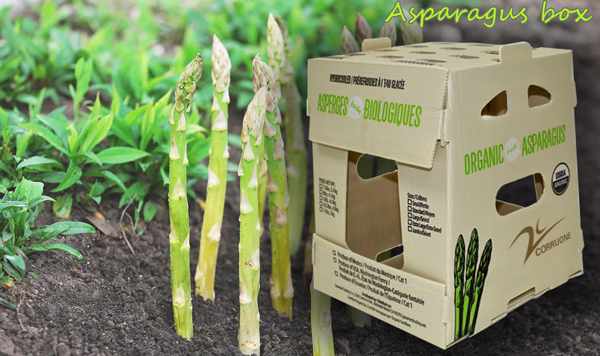 el plegamiento del espárrago de 2m m 3m m acanaló el polipropileno PP de las cajas plásticas