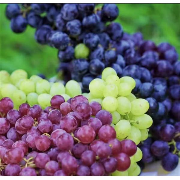 Biostimulant Chelated Amino Acids 10% Magnesium Organic Fertilizer