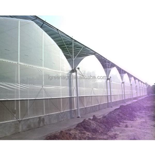 Film Type Multi Span Greenhouse Wide Span Greenhouse With Steel Skeleton And Shoulder Height 2m