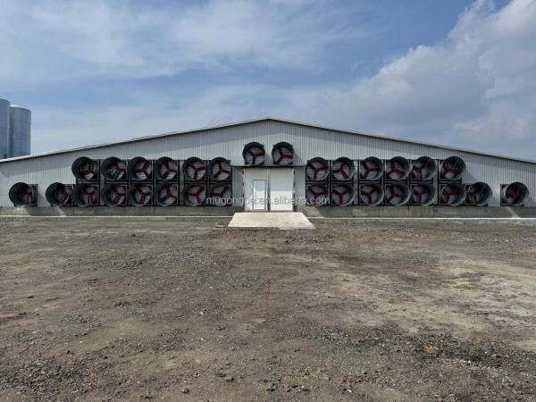 Durable Poultry Farming Floor System for Broiler Chickens