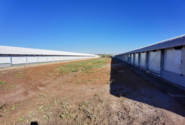 Hot Dip Galvanized Metal Steel Broiler Layer Poultry House With Automatic Brooding Equipment