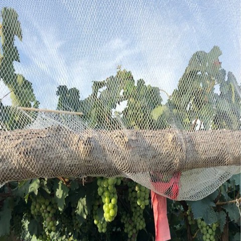 0.8mm Orchard Commercial Hail Netting Width 2m-16m To Protect Fruits