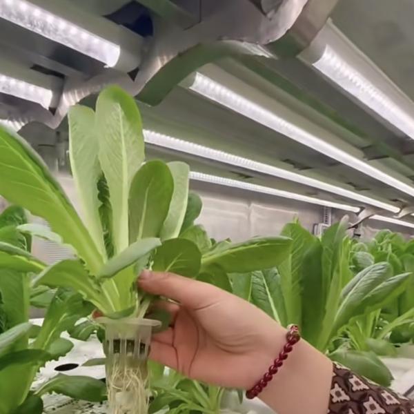 18000.000kg Casa de contenedores para el cultivo de verduras de hoja verde Restitución garantizada