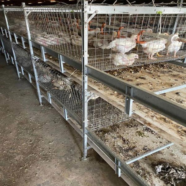 Farming Coop Broiler Chicken Cage Animal Husbandry Equipment