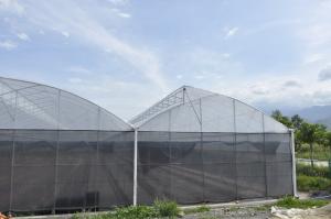 Les tomates agricoles ont vu la serre chaude de pellicule de polyéthylène d