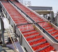 Ligne de transformation de tomates personnalisable Options de concassage à chaud ou à froid pour les tomates fraîches