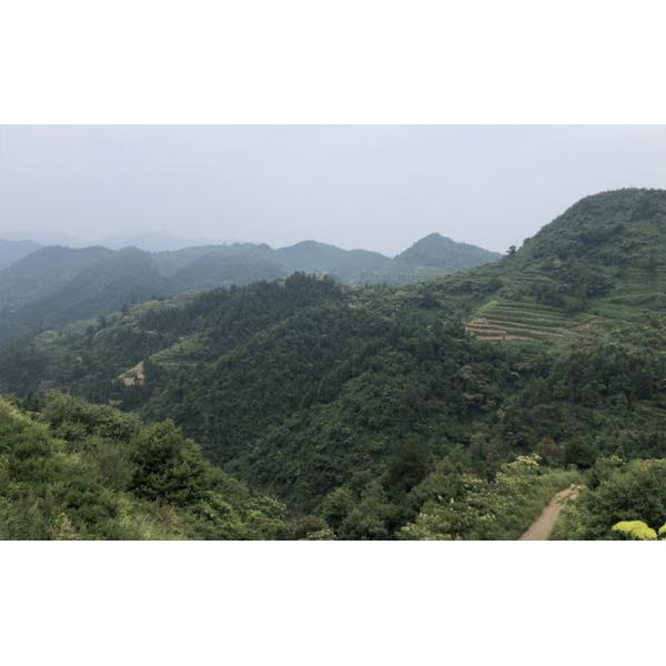 Dark Chinese Tea Ltd.